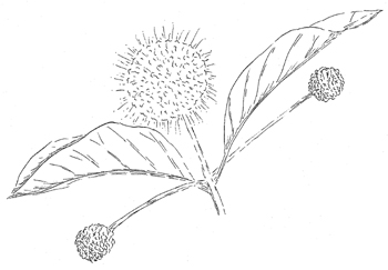 Buttonbush Drawing