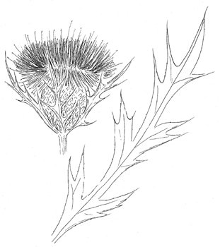 Pasture Thistle Drawing