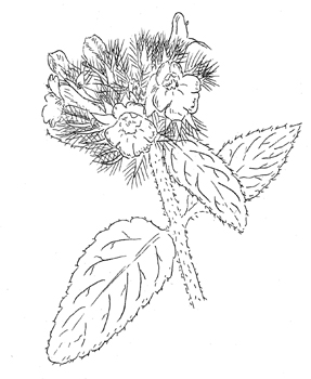 Wild Basil Drawing