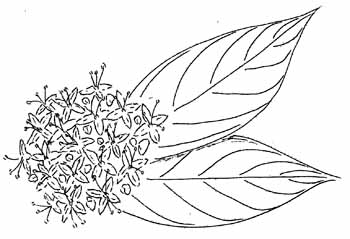 Red-panicled Dogwood Drawing