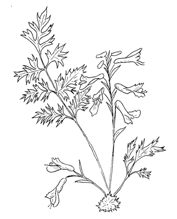 Yellow Corydalis Drawing