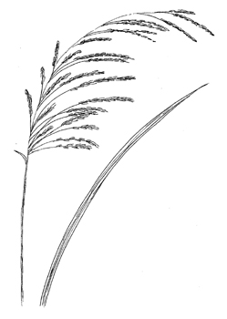 Tufted Hairgrass Drawing
