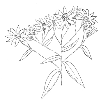 Flat-topped White Aster Drawing