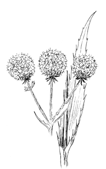 Rattlesnake Master Drawing