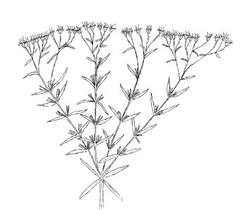 Hyssop-leaved Boneset Drawing