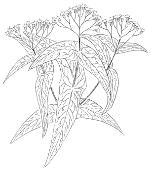 Common Boneset Drawing