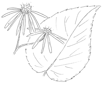 White Wood Aster Drawing