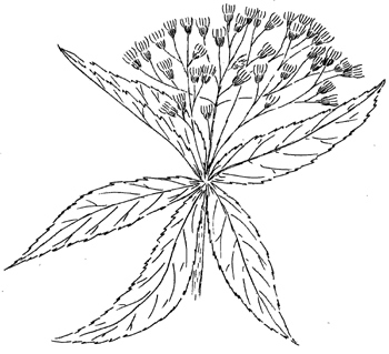 Spotted Joe-Pye-Weed Drawing