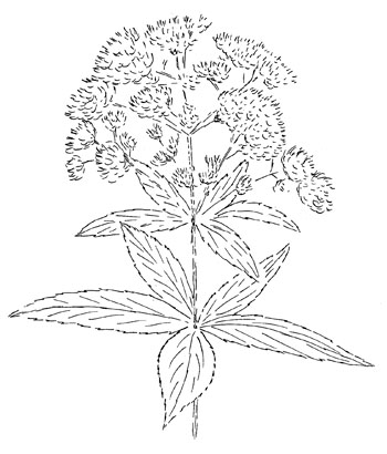 Sweet Joe Pye Weed Drawing