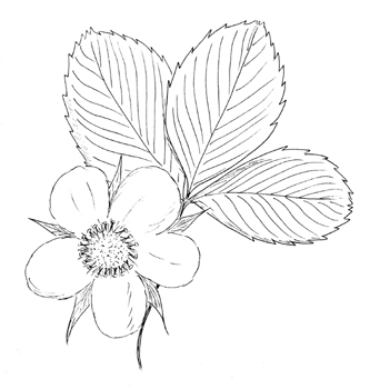 Wild Strawberry Drawing