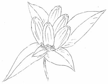 Meadow Bottle Gentian Drawing