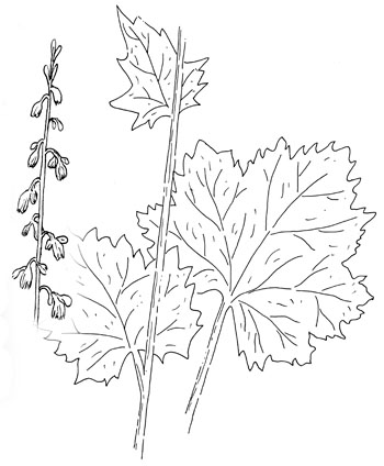 American Alumroot Drawing