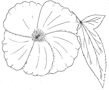 Halberd-leaved Rose-Mallow Drawing