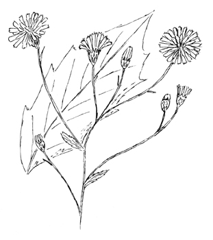 Canada Hawkweed Drawing