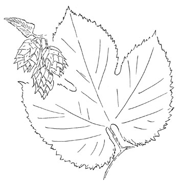 Common Hop Drawing