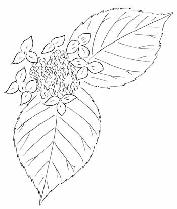 Wild Hydrangea Drawing
