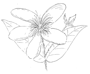 Great St. Johnswort Drawing