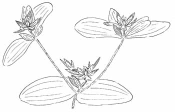 Dwarf St. Johnswort Drawing