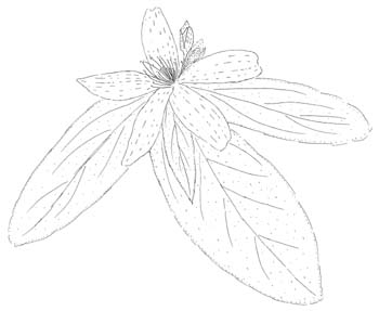 Spotted St. Johnswort Drawing