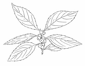 Winterberry Holly Drawing
