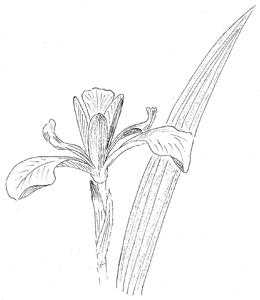 Northern Blue Flag Iris Drawing