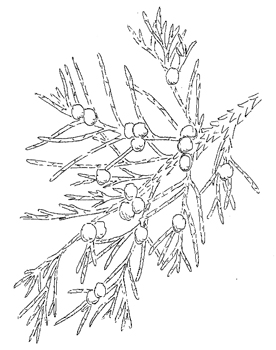 Eastern Redcedar Drawing