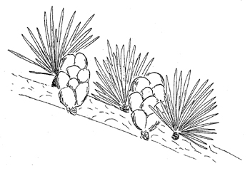 Tamarack Drawing