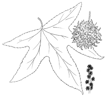 Sweetgum Drawing