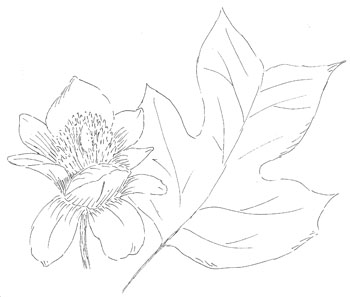 Tulip Poplar Drawing