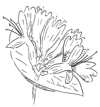 Limber Honeysuckle Drawing