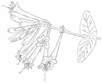 Coral Honeysuckle Drawing