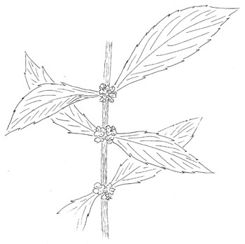 Northern Bugleweed Drawing