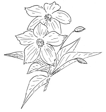 Fringed loosestrife Drawing