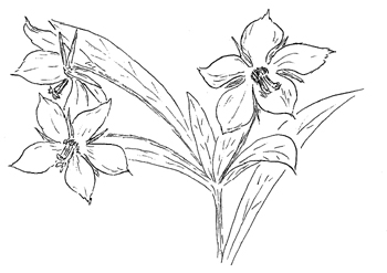 Lanceleaf loosestrife Drawing