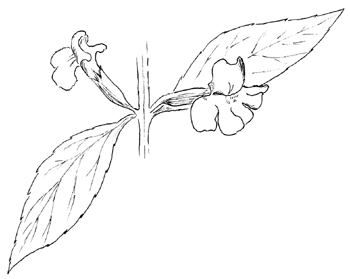 Sharpwing Monkey Flower Drawing