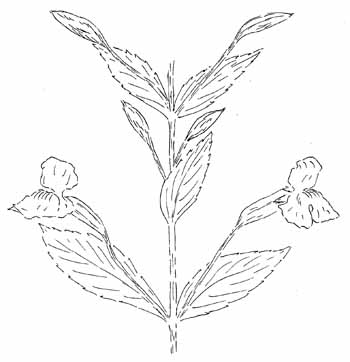 Allegheny Monkey Flower Drawing