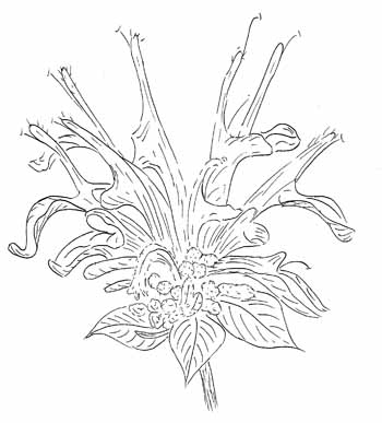 Wild Bergamot Drawing