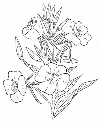 Common Evening Primrose Drawing