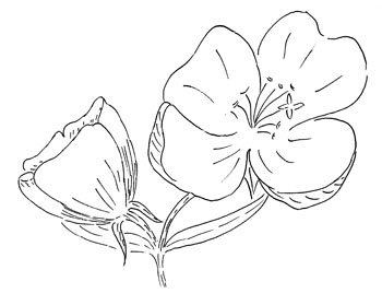 Narrowleaf Evening Primrose Drawing