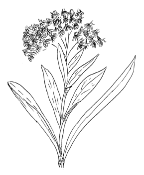 Riddell's Goldenrod Drawing