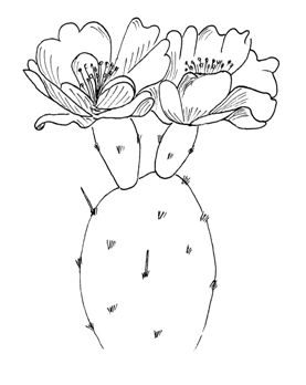 Prickly Pear Cactus Drawing
