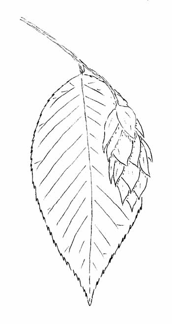 Hop Hornbeam Drawing