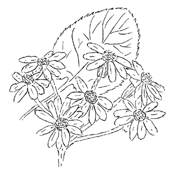 Golden Ragwort Drawing