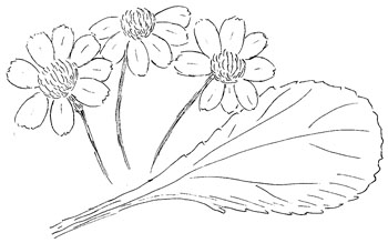 Roundleaf Ragwort Drawing