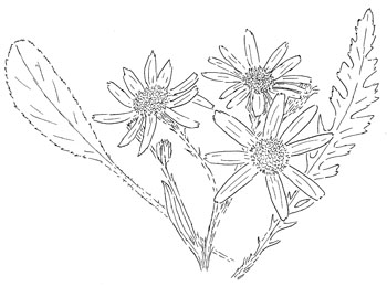 Balsam Ragwort Drawing