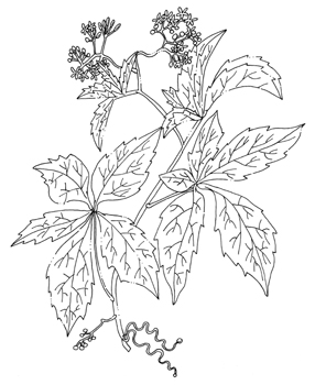 Virginia Creeper Drawing