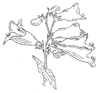 Eastern Gray Beardtongue Drawing