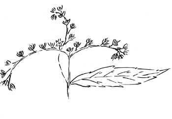 Virginia Stonecrop Drawing