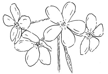 Creeping Phlox Drawing