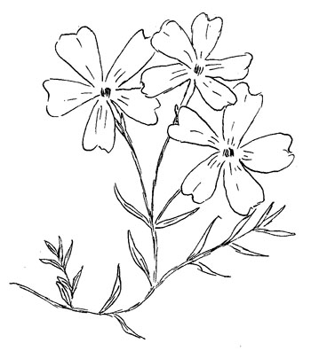 Moss Phlox Drawing